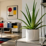 aloe vera | bauhaus interior | 2026.