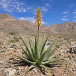 aloe vera bloom in the desert | 2026.