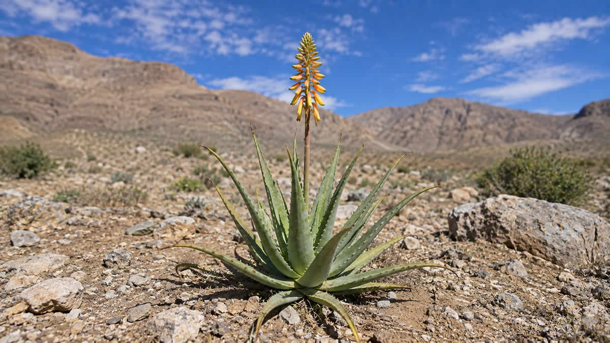 aloe vera bloom in the desert | 2026.