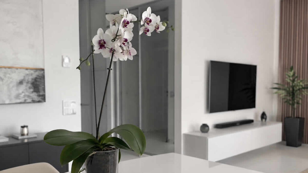 orhideja | orchid | 2026.