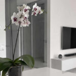 orhideja | orchid | 2026.
