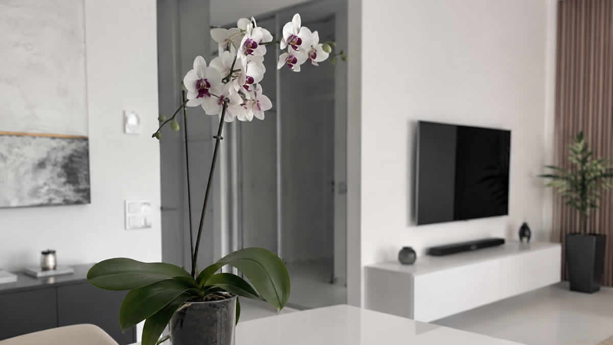 Orhideja | Elegantna biljka koja uz pravilnu njegu može dugo krasiti svaki dom