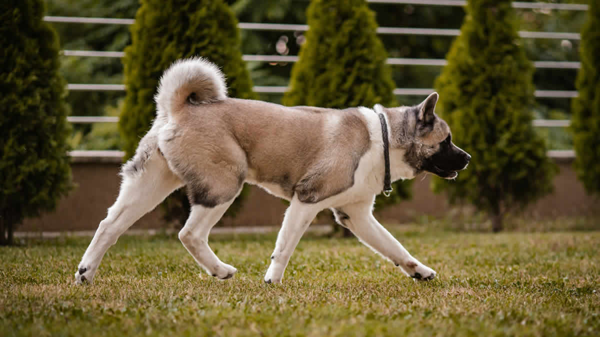 američka akita | 2026.