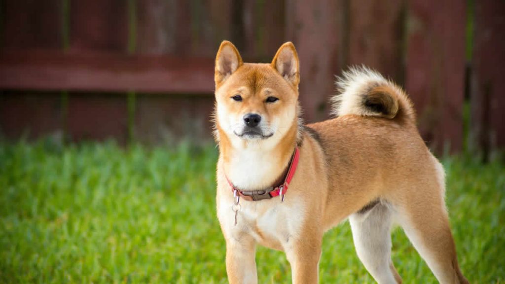 akita inu | 2026.